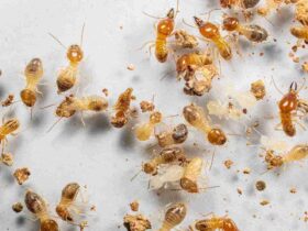 In-Depth Understanding of Termite Treatment Systems, Their Importance in Structural Safety, and Long-Lasting Property Protection Techniques